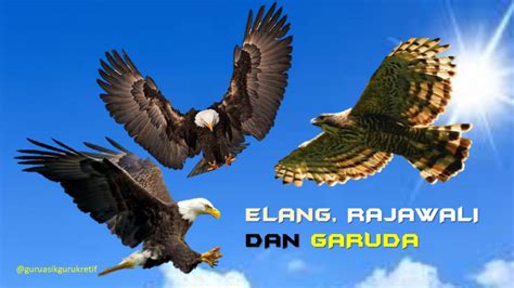 Burung rajawali tts  Burung Lang Rajawali merupakan spesies yang dilindungi di Malaysia 